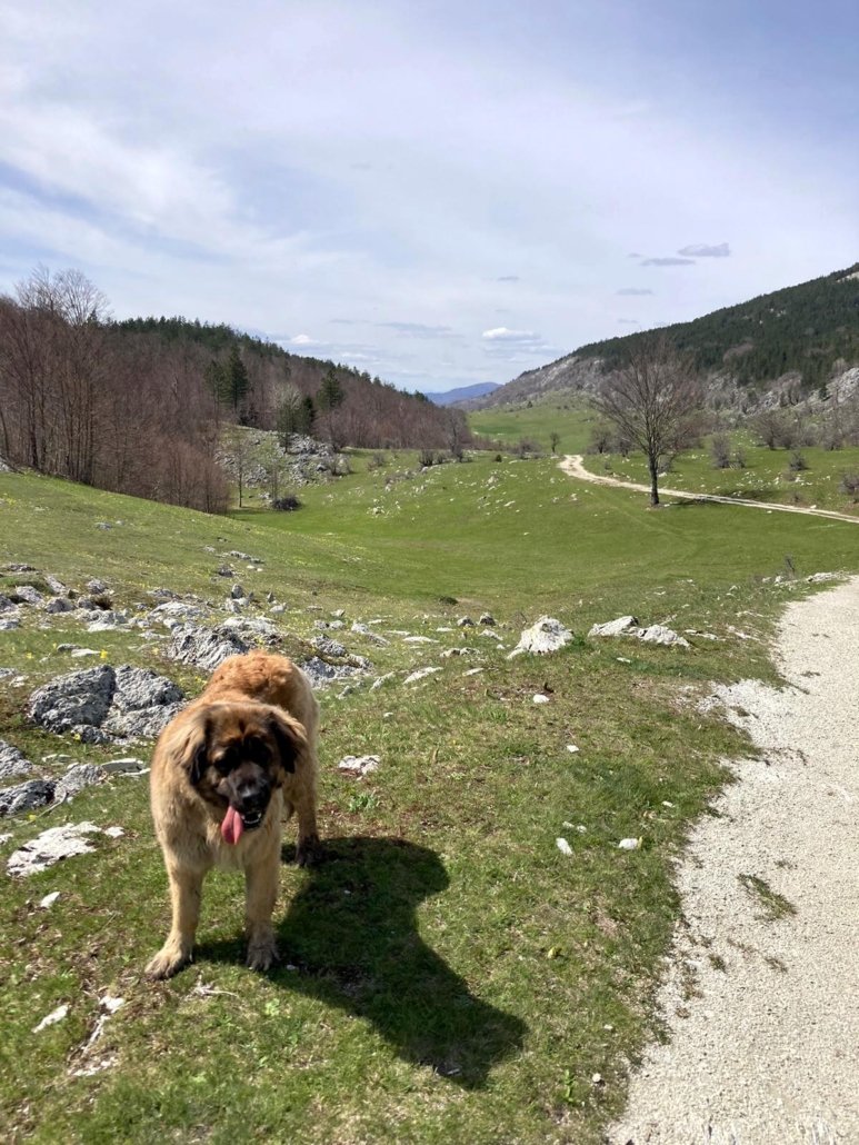 Hiking Adventure with My Dog to Nozdra and Golija in Central Montenegro 9